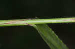 Broadleaf signalgrass